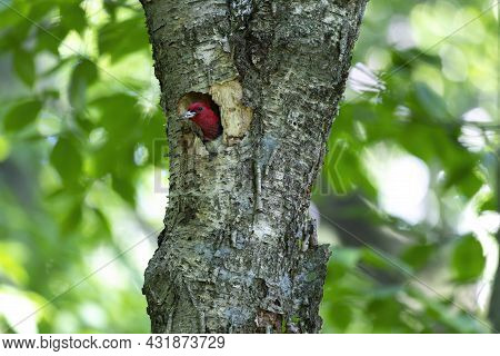 The Red-headed Woodpecker (melanerpes Erythrocephalus)  Bringing Food For Young  Into The Nesting Ca