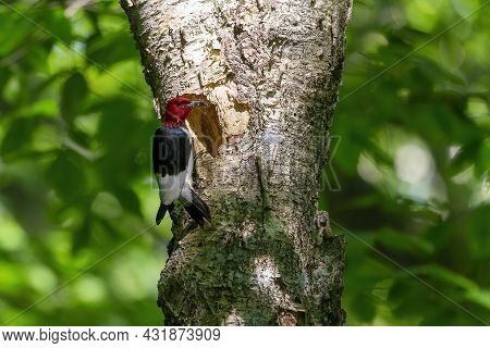 The Red-headed Woodpecker (melanerpes Erythrocephalus)  Bringing Food For Young  Into The Nesting Ca