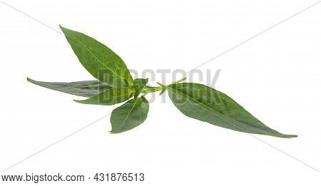 Andrographis Paniculata Fresh Isolated On White Background