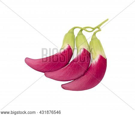 Red Agasta (sesban) Vegetable Isolated On White Background