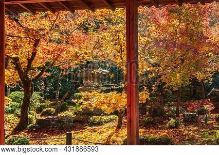 Beautiful Maple Leaf In Japanese Garden At Enkoji Temple, Kyoto, Japan. Landmark And Famous In Autum