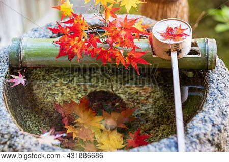 Green Bamboo And Falling Red Maple In Water Stone Basin In Japanese Garden At Enkoji Temple In Kyoto