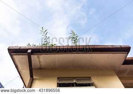 Clogged Roof Rain Gutter Full Of Dry Leaf And Plant Growing In It Against Blue Sky