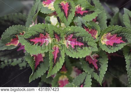 Painted Nettle Leaves - Latin Name - Plectranthus Scutellarioides (solenostemon Scutellarioides)