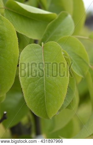 Japanese Pear Leaves - Latin Name - Pyrus Pyrifolia