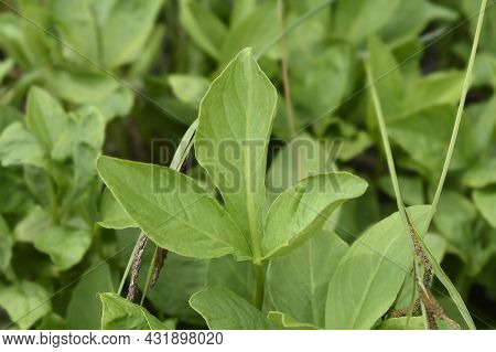Common Bogbean - Latin Name - Menyanthes Trifoliata