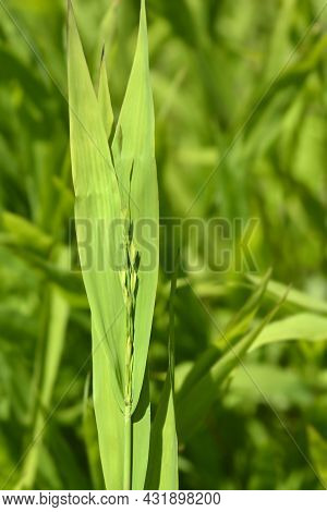 Northern Sea Oats - Latin Name - Chasmanthium Latifolium