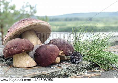 Large Mushrooms With A Brown Cap And Pine Cones On A Wooden Table Against The Background Of A Forest