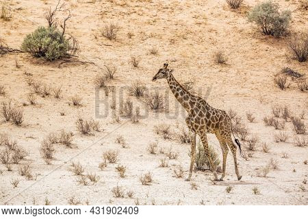 Giraffe Walking In Dersert Area In Kgalagadi Transfrontier Park, South Africa ; Specie Giraffa Camel