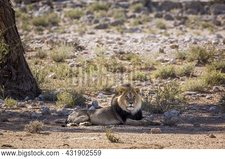 African Lion Male Black Mane Lyng Down Under Tree Shadow In Kgalagadi Transfrontier Park, South Afri