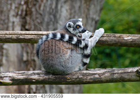 Beautiful Gray Lemur Katta In The Zoo