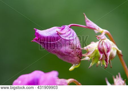 Blooming Of A Red Flower Impatiens Glandular On A Blurred Background Of Nature, Selective Focus, Clo
