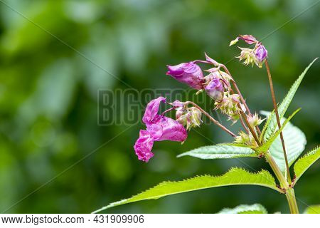Blooming Of A Red Flower Impatiens Glandular On A Blurred Background Of Nature, Selective Focus, Clo