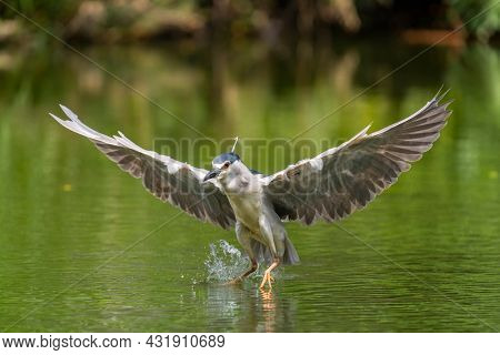 Adult Black-crowned Night-Heron(Nycticorax nycticorax hoactli) flying over wetlands