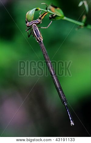 Lestes Sponsa