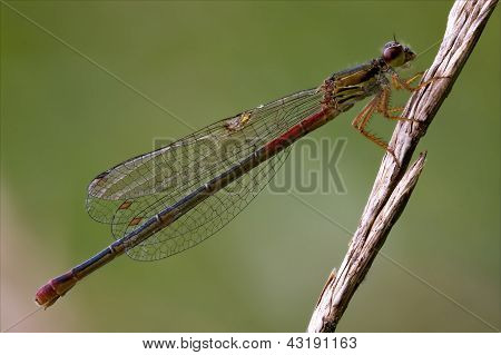 Coenagrion Puella บนดอกไม้ในบุช