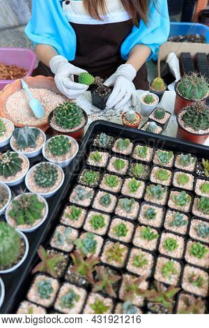 Beautiful Woman Housewife Planting Cactos In Home Small Gardent With Green Backgroud. Taken With Wid