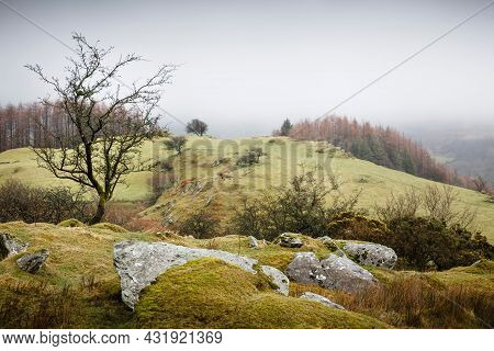 Wales Landscape. Gwydyr Forest Park In Winter, Snowdonia, Wales, Uk