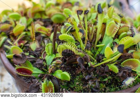 Botanical Collection, Different Carnivorous Plants Which Trapping And Consuming Animals And Protozoa