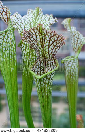 Botanical Collection, Different Carnivorous Plants Which Trapping And Consuming Animals And Protozoa