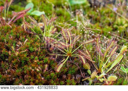 Botanical Collection, Different Carnivorous Plants Which Trapping And Consuming Animals And Protozoa