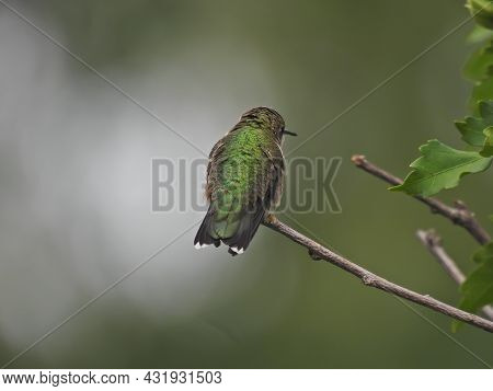 Ruby-throated Hummingbird Isolated On Bush Stem Fluffing Green Iridescent Feathers On Back Facing Aw