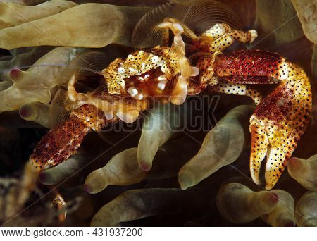 Spotted Porcelain Crab (neopetrolisthes Maculatus) In An Anemone. Tofo, Mozambique