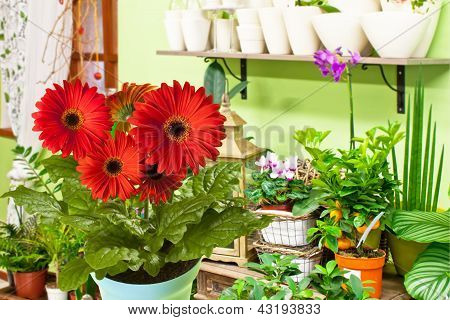 Gerbera