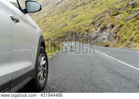 Goats Holdup Car On Slieve Mish Mountain Road In Ireland