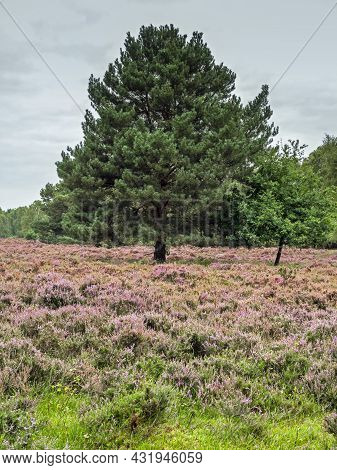 Heather And A Pine Tree At Skipwith Common, North Yorkshire, England