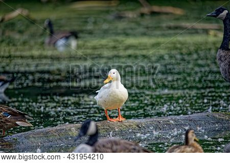The Rare White Mallard Duck In The Park