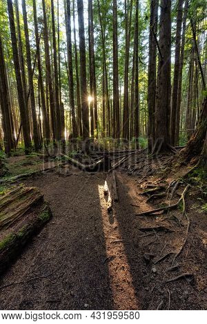 Hiking Path To Mystic Beach In The Vibrant Rainforest And Colorful Green Trees On Juan De Fuca Trail