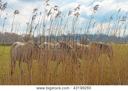 Cavalli konik in inverno visto attraverso reed