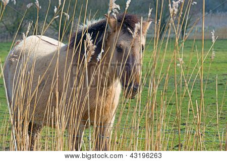 Cavalli konik in inverno visto attraverso reed