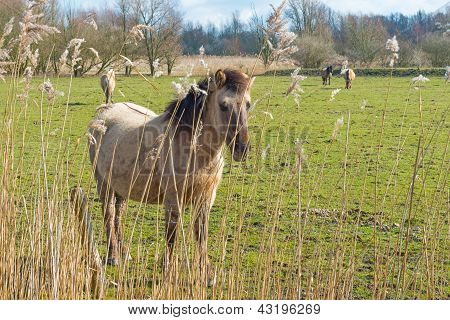 Cavalli konik in inverno visto attraverso reed