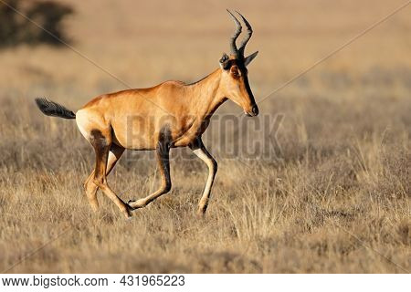 A red hartebeest (Alcelaphus buselaphus) running in grassland, Mountain Zebra National Park, South Africa