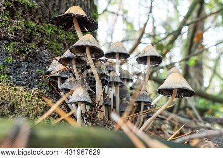 Coprinellus micaceus - cluster of fungus grows on underground tree roots in the forest close-up.