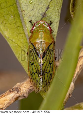 Adult Typical Leafhopper Of The Tribe Gyponini