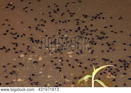 Small Tadpoles Of Cururu Toad Of The Species Rhinella Diptycha In A Lake