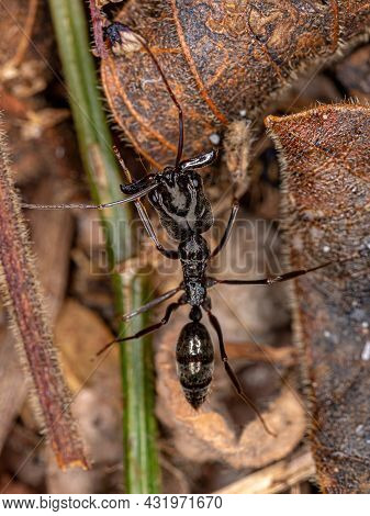 Adult Trap-jaw Ant Of The Genus Odontomachus