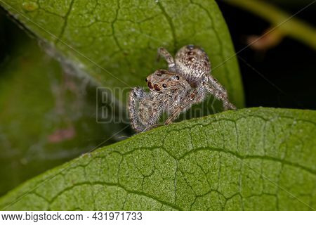 Small Male Jumping Spider Of The Subtribe Dendryphantina