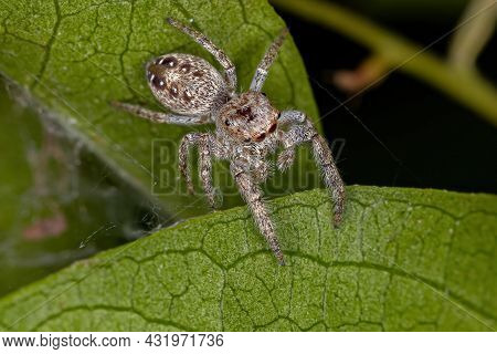 Small Male Jumping Spider Of The Subtribe Dendryphantina