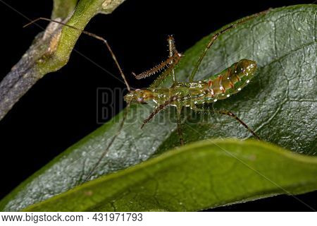 Assassin Bug Nymph Of The Tribe Harpactorini