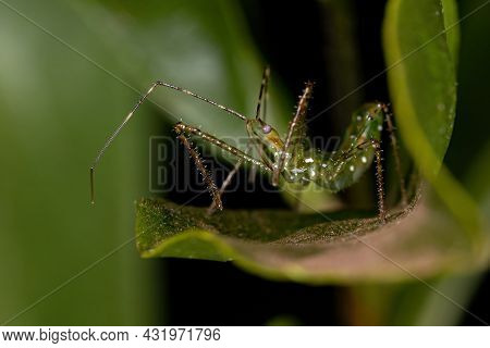 Assassin Bug Nymph Of The Tribe Harpactorini