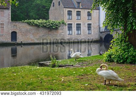 White swans on a canal bank near Begijnhof Beguinage in Bruges town. Brugge, Belgium