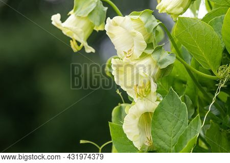 Close Up Of Flowers On A Cup And Saucer (cobaea Scandens) Vine