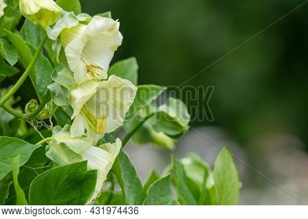 Cup And Saucer (cobaea Scandens) Vine