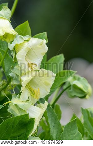 Close Up Of Flowers On A Cup And Saucer (cobaea Scandens) Vine