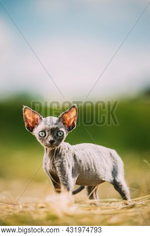 Funny Young Gray Devon Rex Kitten In Grass. Short-haired Cat Of English Breed. Sweet Devon Rex Cat F