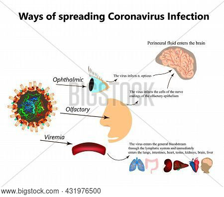 Ways Of Spreading Coronavirus Infection. Olfactory Transmission Of Covid 19. Ophthalmic, Viremia Cor